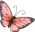 Butterfly1b1